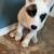 20 week old American Akita puppy AKC! 4 thumbnail