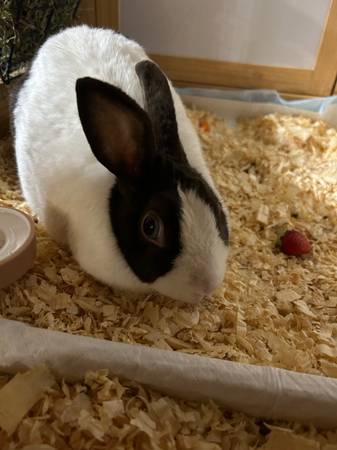 Panda the bunny (Beavercreek)63616292504961121