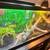 Bearded Dragon 2 thumbnail