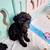 Miniature/Toy Poodle Puppies 1 thumbnail