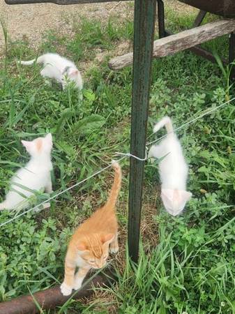 kitties 1
