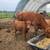 Highland Heifer 5 thumbnail