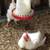 XL Broilers Roosters & Hens 2 thumbnail