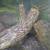 Large Custom Reptile/Animal Cage 16 thumbnail