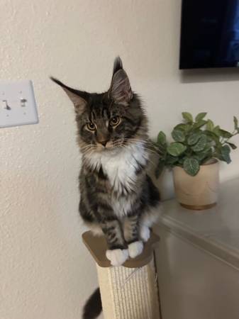 Main coon (Antelope)63848874883457120
