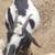 Nigerian Dwarf Goats 5 thumbnail