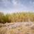 Grow Bamboo windbreak 3 thumbnail