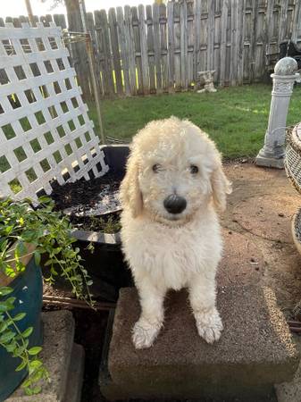 Golden doodle needs loving home (Decatur)63660349878401122