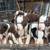 Border Collie Puppies 1 thumbnail