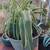 Spider plants 3 thumbnail