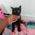 Small kitty 3 thumbnail