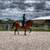Warmblood/DHH horse 6 thumbnail