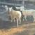 Sheep Lamb 2 thumbnail