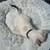 Siamese kitten 2 thumbnail