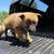Belgian malinois rehome 4 thumbnail