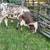 Texas Longhorns 7 thumbnail