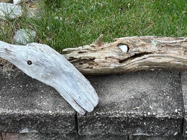 Pre historic lizard shaped driftwood 1