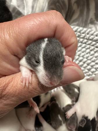 Rat Babies, Rats (Burlington, KY)