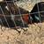 Chickens 19 thumbnail