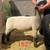 Ram Lambs 3 thumbnail