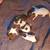 German shorthead pointer 2 thumbnail