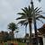 (Gonzalez Bros Tree Services ), Palm and, Trees Trimming Tree services 20 thumbnail