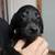 Black Lab Puppies!!!! 3 thumbnail