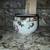 Vintage Porcelain Tea Cup & Saucer 5 thumbnail