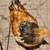 Black Copper Marans, Red Splash Wyandotte, Buff Brahma Chickens 6 thumbnail