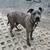 Beautiful brindle Corso mix spayed female 2 years 4 thumbnail