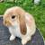 Mini Lop babies 2 thumbnail