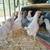 Chickens Hens 1 thumbnail