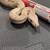 Dumerils Boa Hog island Boa 4 thumbnail
