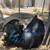 Gorgeous Ayam Cemani Rooster 1 thumbnail