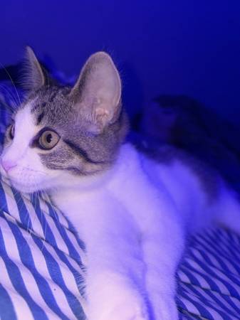 Kitten hembras (Ozone Park)
