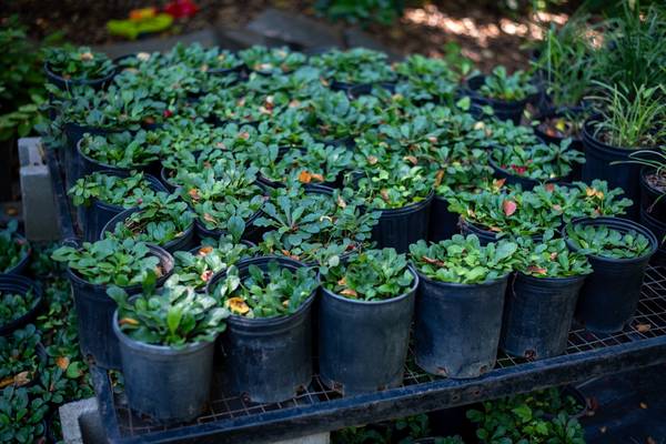 Ajuga Groundcover – Colorful & Hardy 1