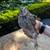 Coturnix Quail 3 thumbnail