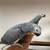 friendly parrots... 1 thumbnail