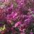Master Gardener 8 thumbnail