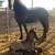 Frisian Colt / Potrillo Frisian 7 thumbnail