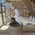 Pigeons birds 11 thumbnail