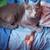 Cats 3 thumbnail