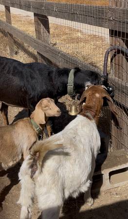 Automatically steel goats water bowl - $28 (Hemet)63471082311809122