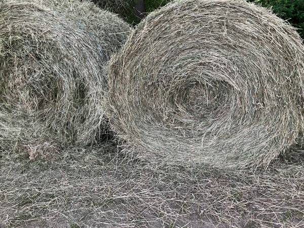 Square and Round Hay for sale for cattle & horses 1