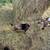 Fainting , boer  goats 10 thumbnail