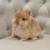 Netherland dwarf bunnies 6 thumbnail