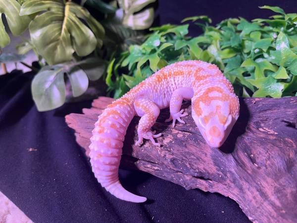 Leopard gecko with enclosure 1