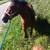Trail gelding 5 thumbnail