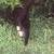 Free Bush Cat - Mother 3 thumbnail