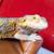 Reptile Rescue Home For Beardies 4 thumbnail